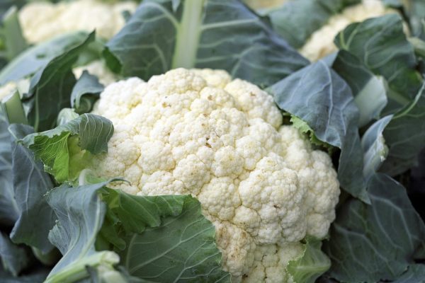 La coliflor un súper alimento