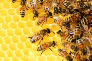 Las abejas son indispensables para la biodiversidad