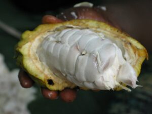 Semillas de cacao